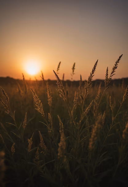 Golden Hour Meadow