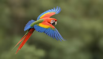 Scarlet Macaw in Flight