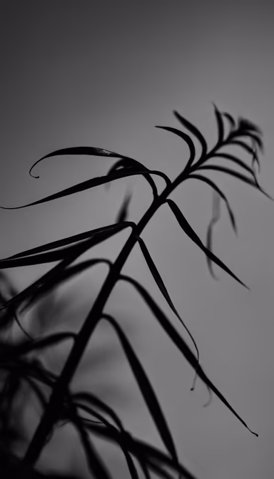 Palm Silhouette Palm Silhouette