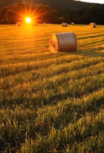 Golden Harvest Golden Harvest
