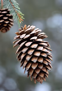 Winter's Gift