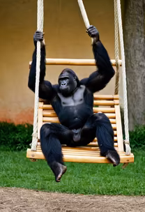 Swinging into the Weekend Swinging into the Weekend