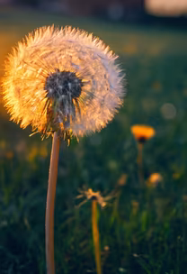 Golden Hour Dandelion Golden Hour Dandelion