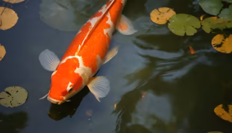 Koi Pond Serenity Koi Pond Serenity