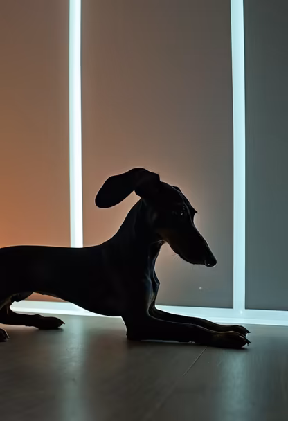 Dachshund Silhouette