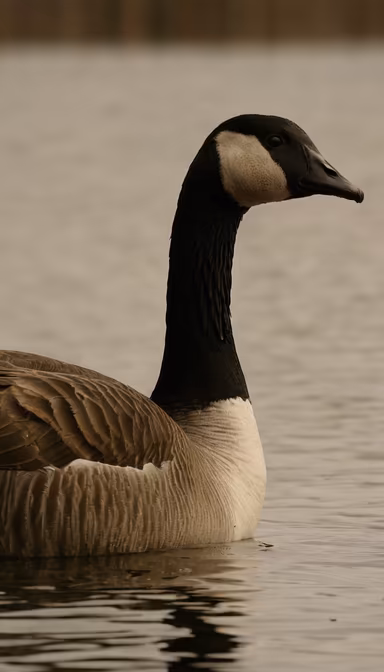 Goose on the Water