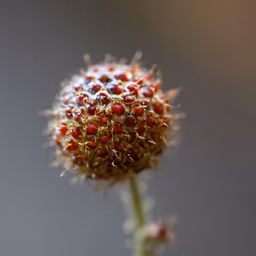 Nature's Jewel Nature's Jewel