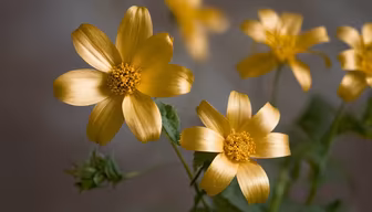 Golden Blooms Golden Blooms