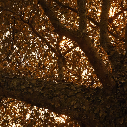 Golden Canopy