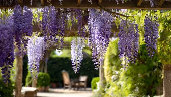 Wisteria Dreams Wisteria Dreams