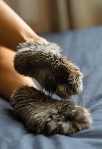 Cozy Comfort