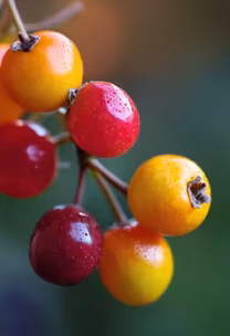 Berry Delight Berry Delight