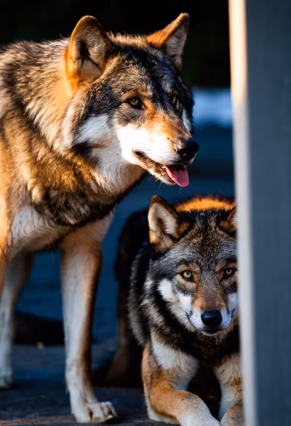 Wolf Pack Wolf Pack