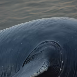 Gentle Giant Gentle Giant