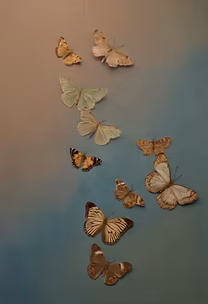 Butterfly Collection Butterfly Collection