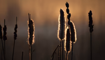 Golden Reeds Golden Reeds