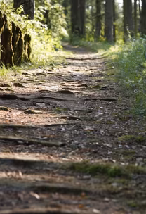 Forest Path Forest Path