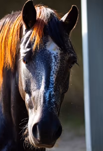 Equine Beauty