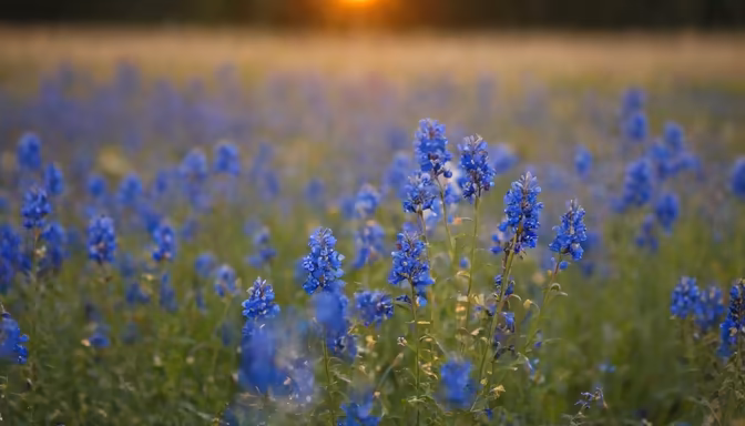 Bluebonnet Sunset