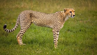 Cheetah on the Prowl Cheetah on the Prowl