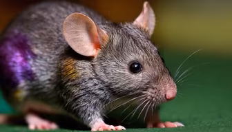 Whiskers and Wonder Whiskers and Wonder