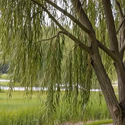 Willow's Whisper Willow's Whisper