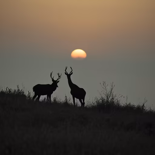 Sunset Majesty