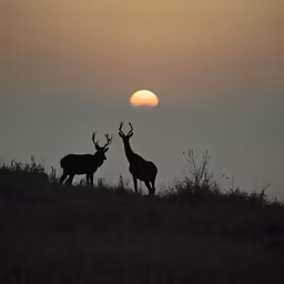 Sunset Majesty Sunset Majesty