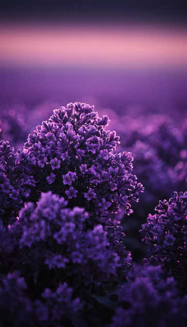 Purple Haze