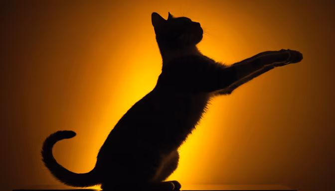 Golden Hour Cat