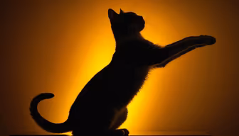 Golden Hour Cat