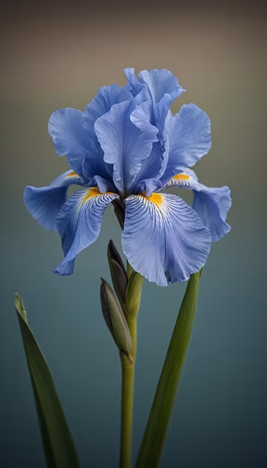 Blue Iris Blue Iris