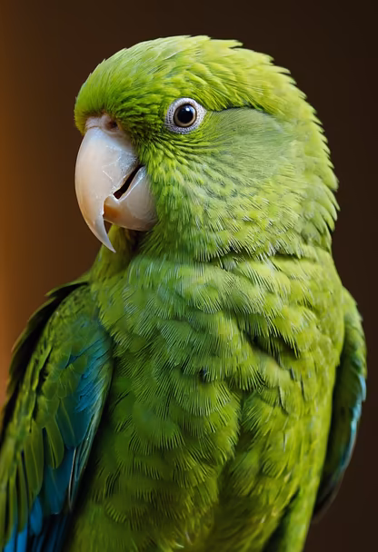 Green Majesty Green Majesty