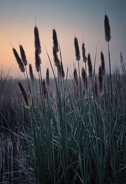 Marshland Whispers Marshland Whispers