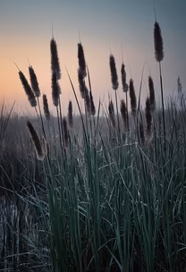 Marshland Whispers