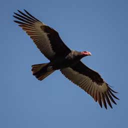 Soaring High