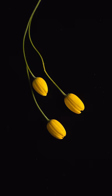 Yellow Buds Yellow Buds