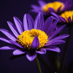 Purple Daisies Purple Daisies