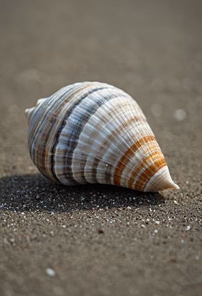 Seaside Treasure