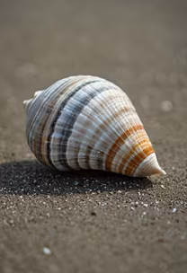 Seaside Treasure Seaside Treasure