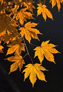 Autumnal Glow Autumnal Glow