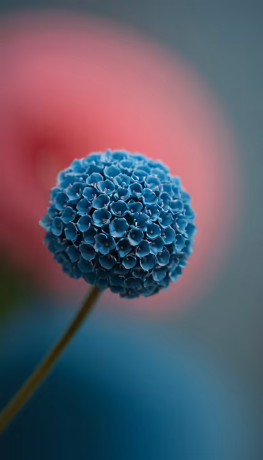 Blue Wonder Blue Wonder