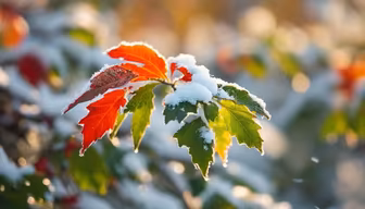 Winter's Touch Winter's Touch
