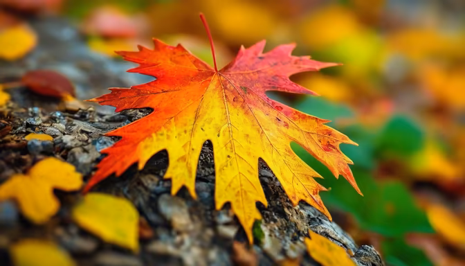 Autumn's Embrace