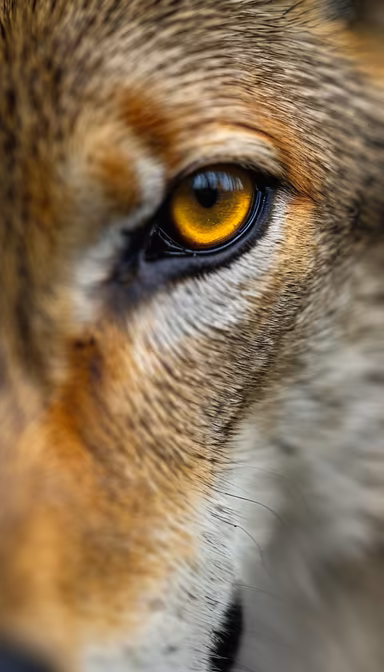 Golden Gaze Golden Gaze