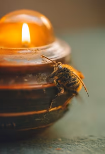 Bee and Candle Bee and Candle