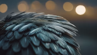 Feathered Dreams Feathered Dreams