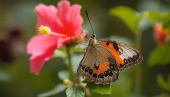 Butterfly's Rest Butterfly's Rest