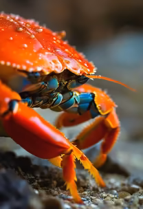 Crab Close-Up Crab Close-Up