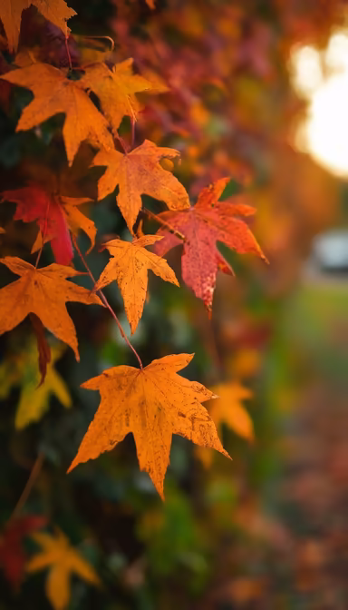 Autumn's Embrace Autumn's Embrace